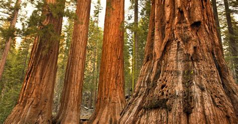 Beetles And Fire Kill Dozens Of ‘indestructible’ Giant Sequoia Trees The Irish Times