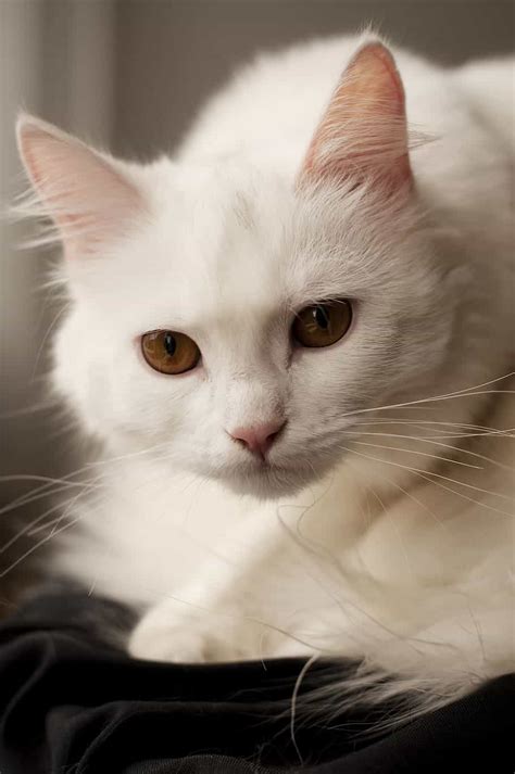 Turkish Angora Cat Breed Ultimate Guide Here Discover Now