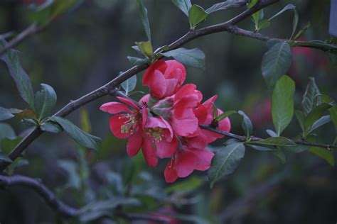 When To Prune A Flowering Quince Bush Hunker Flowering Quince