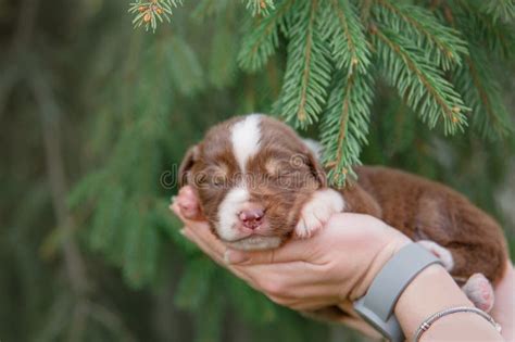 Australian Shepherd Puppy Newborn Puppy Stock Image Image Of Aussie