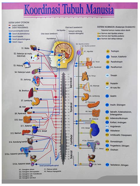 Ujung saraf paccini menerima reseptor tekanan. Poster Sains Koordinasi Tubuh Manusia - Ilmukelapa Nirmala ...
