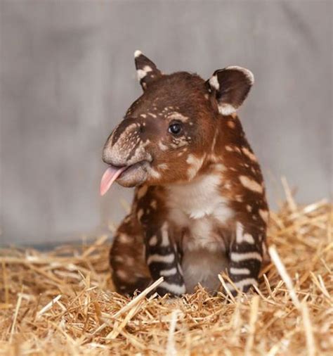 The Most Adorable Baby Animals Of All Time Barnorama