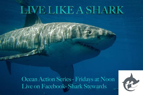 Ocean Action Series Live Like A Shark Shark Stewards