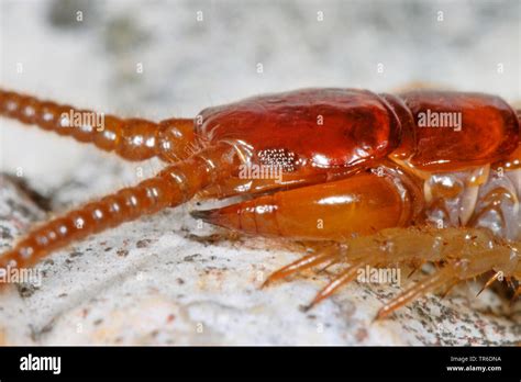 Common Garden Centipede Brown Centipede Stone Centipede Lithobius