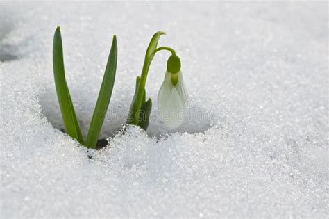 Snowdrop Galanthus Breaks Through The Snow In March Stock Image