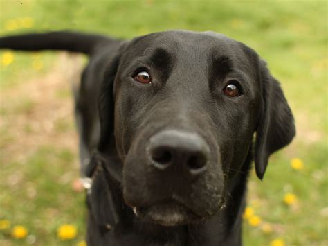 What kind of fur does a black labrador retriever have? Tyson - Black Labrador Retriever