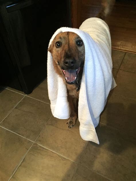 She letit sit for a few minutes, then shampooed as normal. Everyone loves a good dry off after a bath. : aww