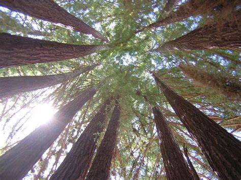 California Redwoods Some Of The Tallest Trees In The World Santa