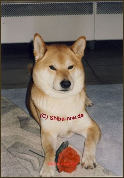 Курсы криптовалют к shiba inu. Haltung eines Shiba Inus - Was muss ich beachten?