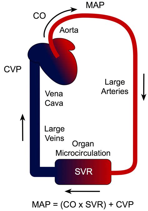 Mean Arterial Pressure Determinants Icu Nursing Mean Arterial