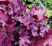 Coral bells heuchera coral bells plant front yard plants border plants flowers perennials shade plants shade garden flower beds garden planning. Spellbound Heuchera - Coral Bells - (1) 5" Pot - Perennial ...