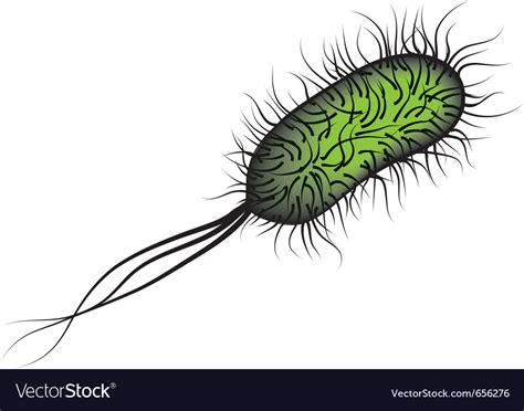 E Coli Bacteria I Royalty Free Vector Image Vectorstock