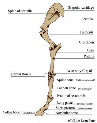 Diagram of cow boneswhich phase of mitosis is showed in the diagram? Forever Horses: Anatomy of the Equine Forleg | Horse ...