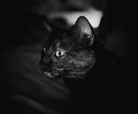 Grayscale Closeup Shot Of A Cute Black Cat With Green Eyes Stock Photo