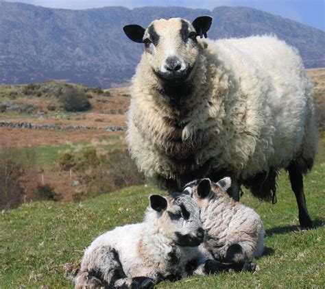 Welsh Badger Faced Ewe And Lambs Wildlife Photography Sheep Breeds