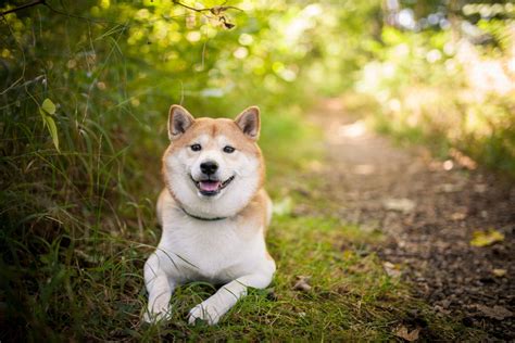 The Top 6 Best Shiba Inu Breeders In The Uk