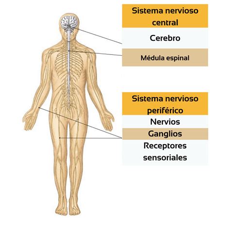 El sistema nervioso una manera fácil de entender Ondas y Partículas