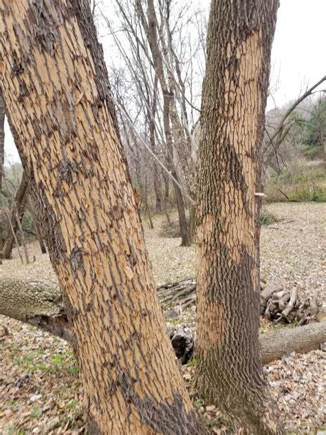 Diseased Trees Ask Extension