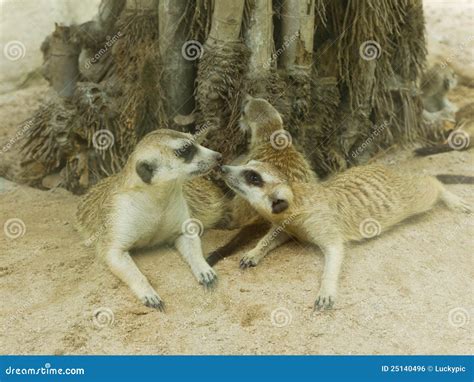 Kiss Of Meerkat At Zoo Stock Photo Image Of Africa Longleat 25140496