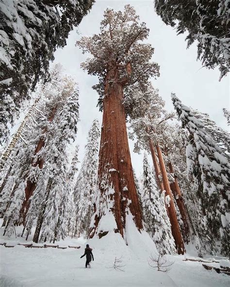 One Of The Tallest Trees In The World Photographed After A Snowstorm In Redwood National Park