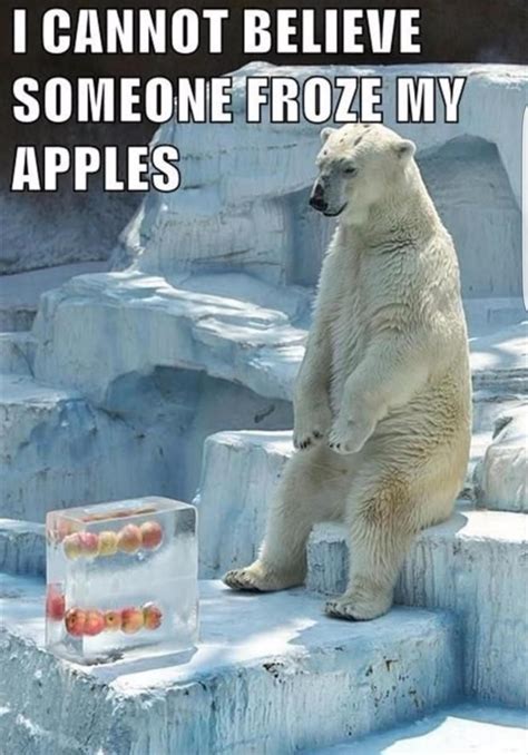 I Cannot Believe Someone Froze My Apples Animal Captions Funny Animal