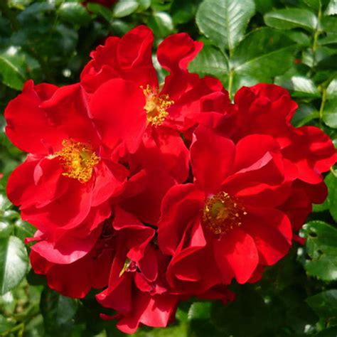 Red Diamonds South Pacific Roses