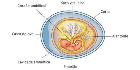 Os 13 Melhores Exercícios Sobre Anexos Embrionários Gabarito