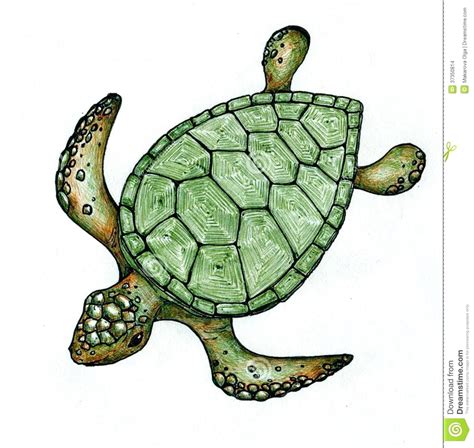 Items similar to just swim, sea turtle watercolor painting, watercolor and colored pencil print on etsy. Realistic Sea Turtle Drawing | Free download on ClipArtMag