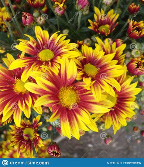 Bouquet Of Red Yellow Chrysanthemums Annuals Chrysanthemum Background