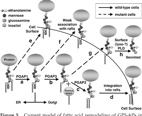 fatty acid remodeling of gpi anchored proteins is required for their raft association