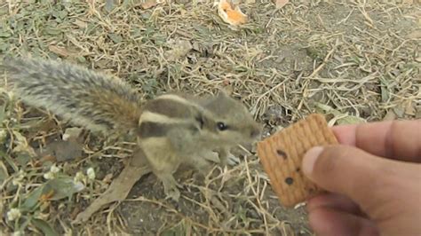 My Squirrel Friends 8 Youtube
