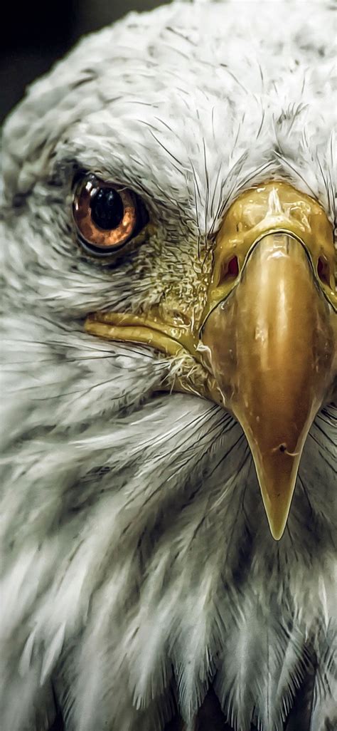 Eagle Iphone 4k Wallpapers Wallpaper Cave
