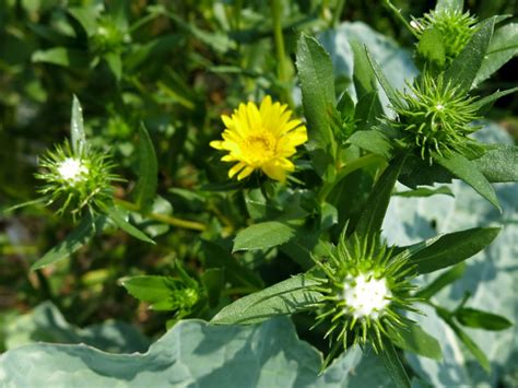 Parlando di fiori gialli non possiamo certo tralasciare i girasoli, che donano un colpo d'occhio pazzesco e che dipingono letteralmente campi e. Pianta erbacea a fiori gialli - Grindelia sp. , Forum ...