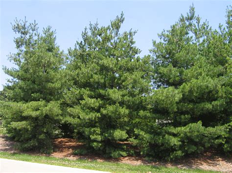 Eastern White Pine Pinus Strobus Great Plains Nursery
