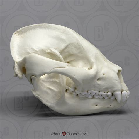 Giant Panda Skull Adolescent Bone Clones Inc Osteological