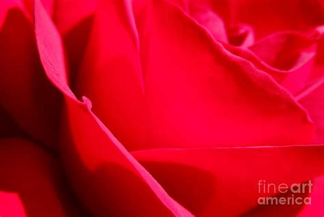 Abstract Red Rose Photograph By Chad And Stacey Hall Fine Art America