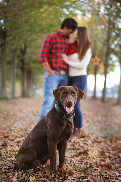 Check spelling or type a new query. chocolate lab, lab, dog, engagement photography, engagement photos, engagement pose with dog ...