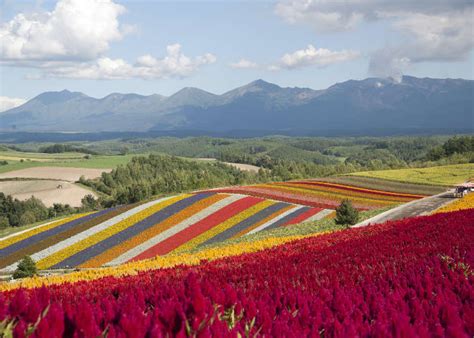 Guide To Hokkaidos Shikisai No Oka Gorgeous Flower Fields And Scenic