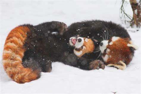 If These Red Pandas Can Enjoy The Snow Then You Should Too Snow