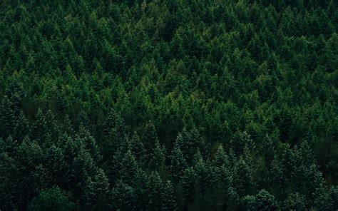 Download Wallpaper 3840x2400 Forest Aerial View Trees Conifer 4k