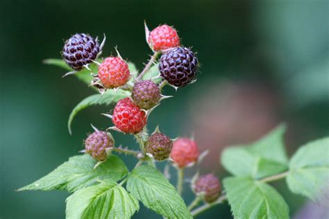 Native Plants Of South Dakota Edible Plant Life