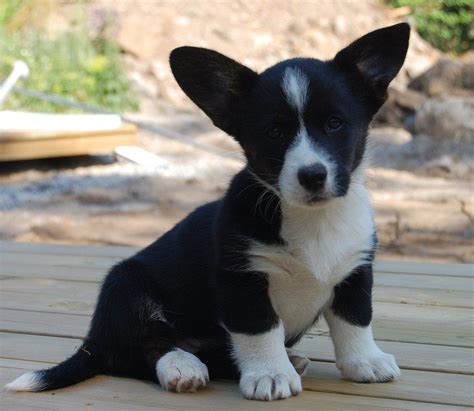 Cardigan welsh corgi puppies for sale in coloradoselect a breed. Cardigan Corgi puppy, look at that face! | Cardigan corgi ...