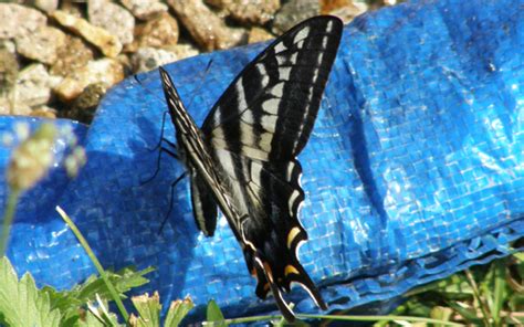 Pale Tiger Swallowtail Papilio Eurymedon Bugguide Net