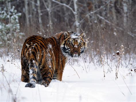 Tiger In Snow Funny Wallpapers ~ Funny Wallpapers