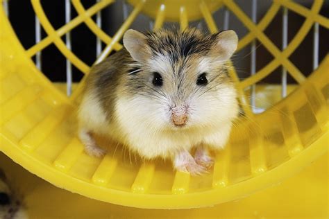 Roborovski Hamster Feeding And Care ~ Hamster Care And Advice