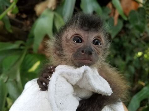 We did not find results for: Primate Store - Monkeys for sale