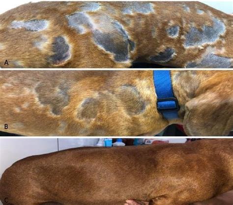 Superficial Bacterial Pyoderma Lesion Pattern Before And After