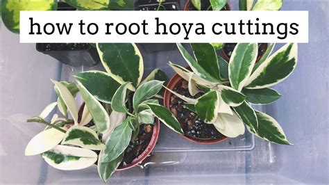 Check spelling or type a new query. One cutting Not rooted. Hoya Mathilde Splash wax plant