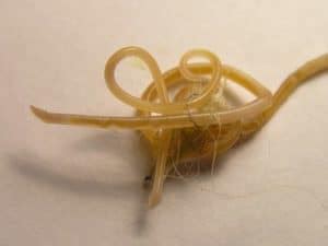 The prognosis of a roundworm infection is good if appropriate medication is. Common intestinal worms in cats - Pets4Life | Happy pet ...