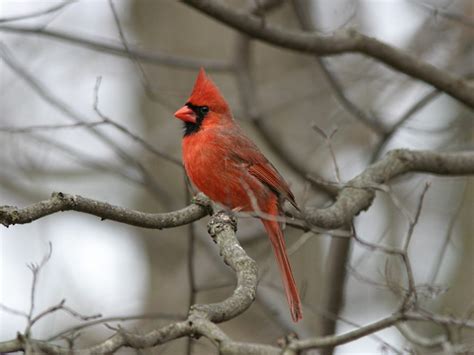 The Northern Cardinal Ohios State Bird Nature Blog Network